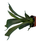 Staghorn Ferns, Indoor Houseplants, Rare Plants, Real Plants in 3" pot