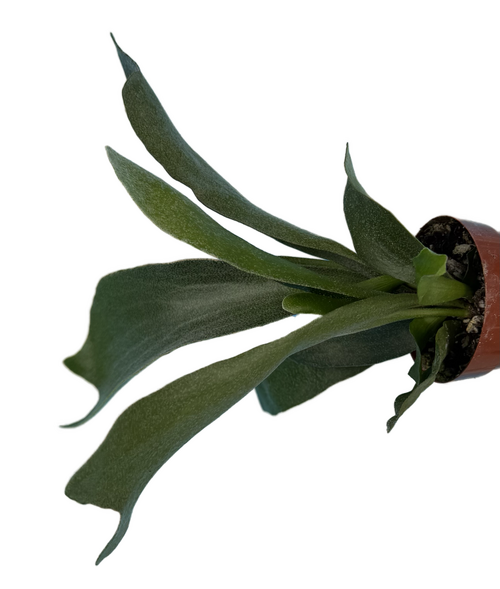 Staghorn Ferns, Indoor Houseplants, Rare Plants, Real Plants in 3" pot