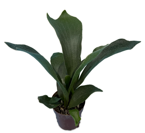 Staghorn Ferns, Indoor Houseplants, Rare Plants, Real Plants in 3" pot