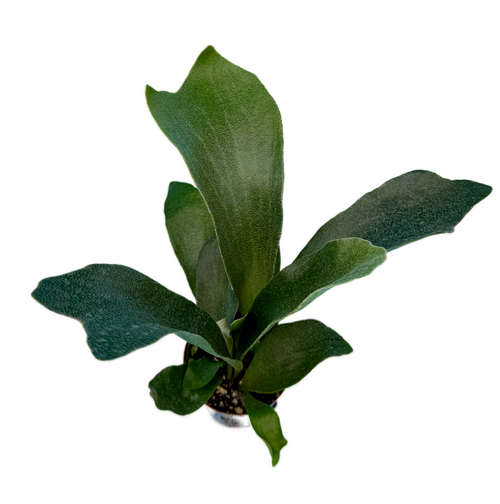 Staghorn Ferns, Indoor Houseplants, Rare Plants, Real Plants in 3" pot